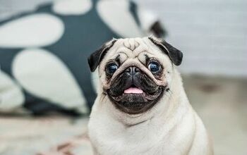 Top 10 Calm Dog Breeds