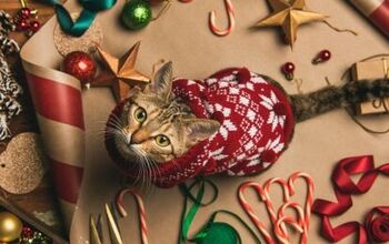 Top 10 Christmas Sweaters for Cats