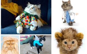 Top 10 Clever Cat Costumes