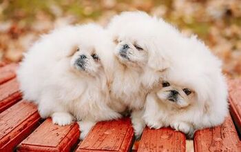 Top 10 Cuddly Fluffy Dog Breeds