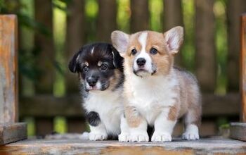 Top 10 Cute Puppy Breeds