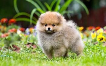 Top 10 Cutest Dog Breeds