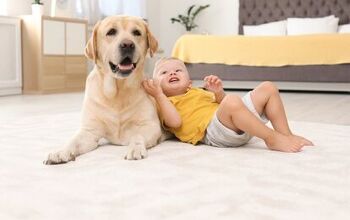 Top 10 Dog Breeds for Autism