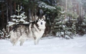 Top 10 Dog Breeds That Love Cold Weather