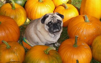 Top 10 Fall Vegetables That Are Safe for Dogs