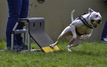 Top 10 Flyball Dog Breeds