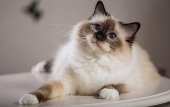 Top 10 Friendliest Cat Breeds