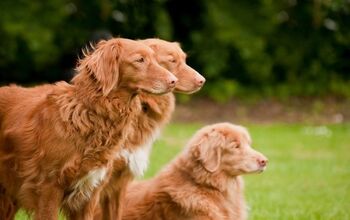 Top 10 Ginger Dog Breeds