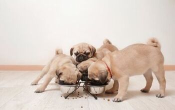 Top 10 Greedy Dog Breeds