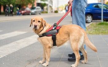 Top 10 Hearing Ear Dogs