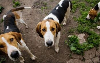 Top 10 Hunting Dog Breeds