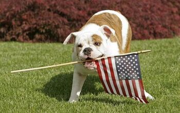 Top 10 July 4th Stars And Stripes Fur-Ever!