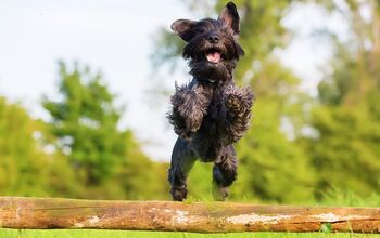 Top 10 Medium Sized Dog Breeds