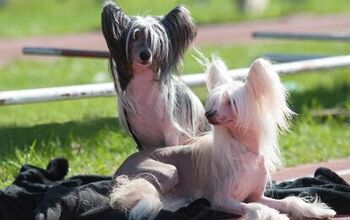 Top 10 Non-Shedding Dog Breeds