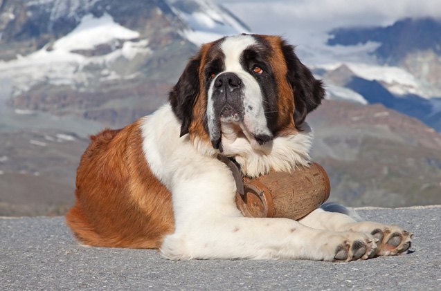 top 10 service dog breeds