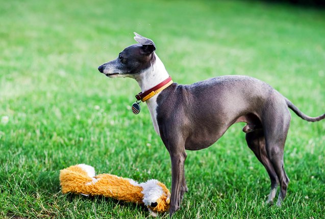 top 10 small quiet dog breeds