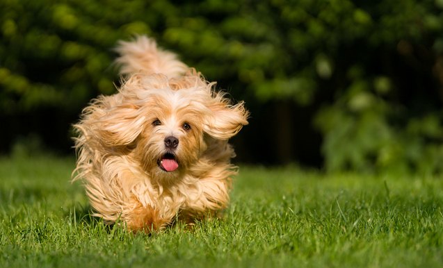 top 10 small quiet dog breeds