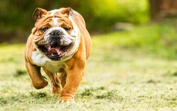 Top 10 Strongest Dog Breeds