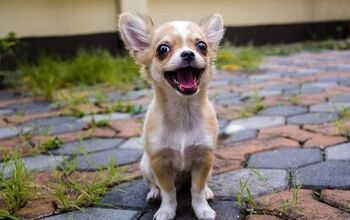 Top 10 Talkative Dog Breeds