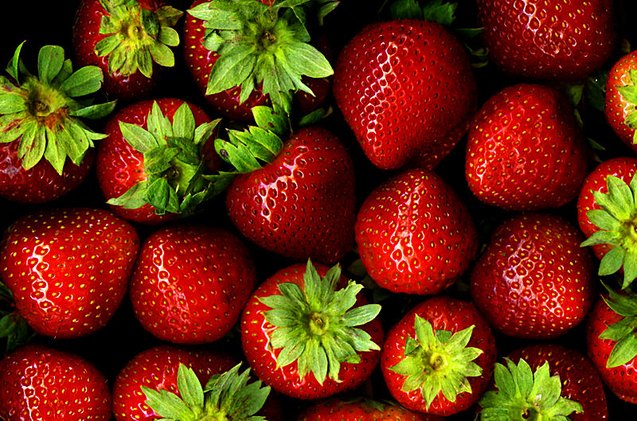 top 10 what fruits can dogs eat