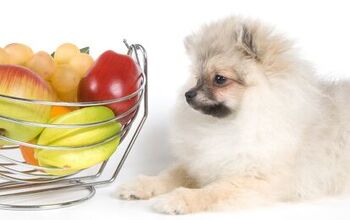 Top 10: What Fruits Can Dogs Eat?