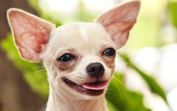 Top 10 Yappy Dog Breeds