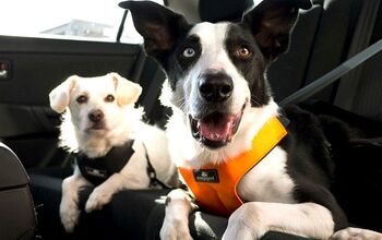 Top 12 Dog-Friendly Road Trip Necessities