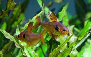 Top 5 Freshwater Fish Species for Planted Tanks