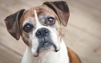 Top 5 Ways to Keep a Senior Dog Mentally Sharp