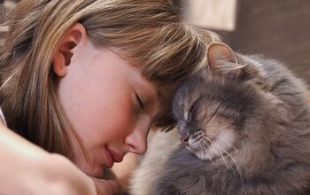 Top 8 Kid-Friendly Cat Breeds