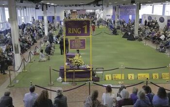 Top Dogs of the 2017 Westminster Dog Show – Day 1