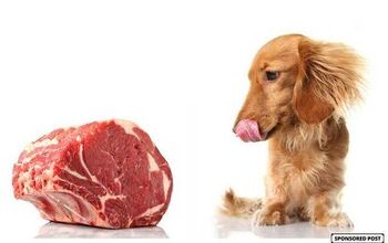 Top Proteins - Which Protein is Best for Your Dog