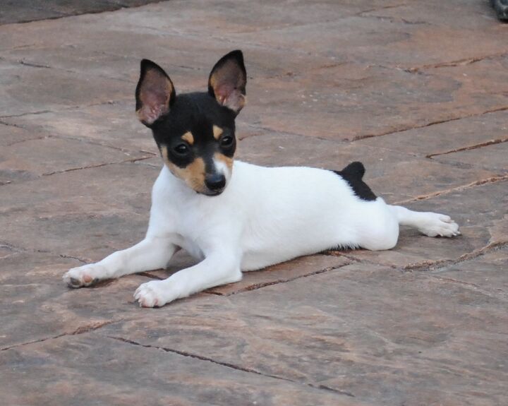 toy fox terrier