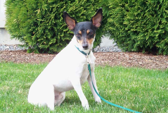 toy fox terrier