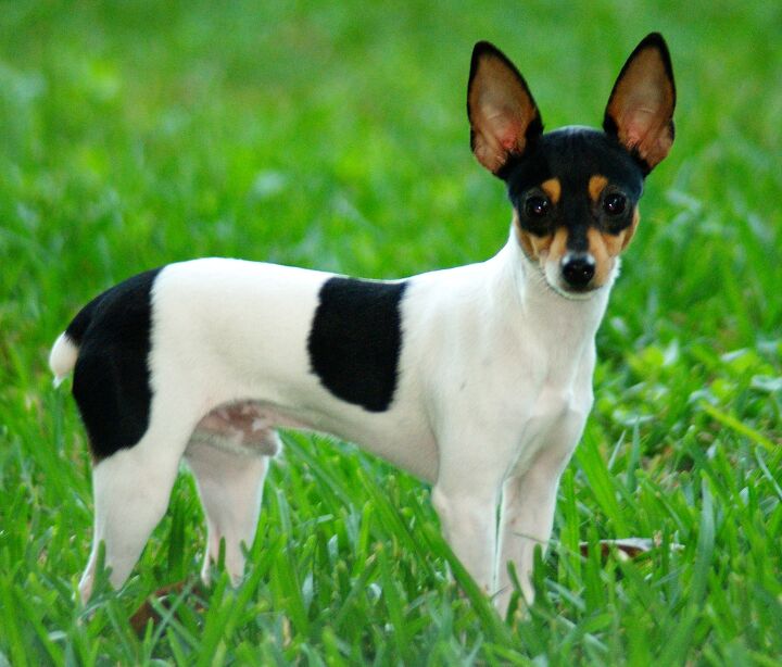 toy fox terrier