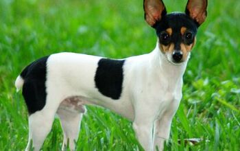 Toy Fox Terrier