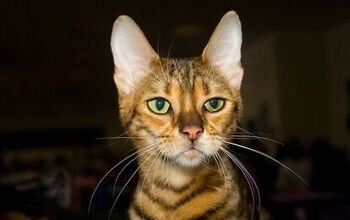 Toyger