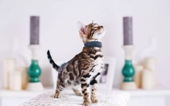 Tractive Now Offers GPS Tracking Collars For Cats