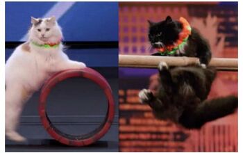 Trained Cats Advance To Live Round Of America’s Got Talent [Video]