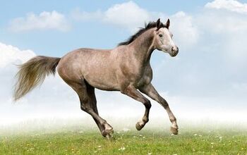 Trakehner Horse