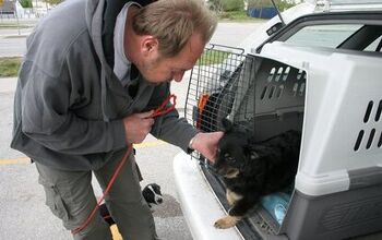 Transport To Freedom: Going Behind The Scenes Of Dog Transport