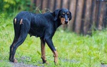 Transylvanian Hound