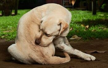 Treating Horse Fly Bites on Dogs