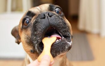 Treats More Likely to Get Your Dog's Attention Than Calling Their Name