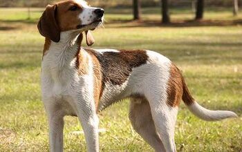 Treeing Walker Coonhound