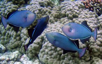 Triggerfish