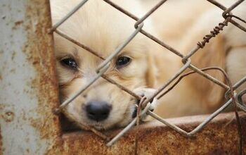 Trump Administration Allows Puppy Mills’ Violations To Be Kept Priva