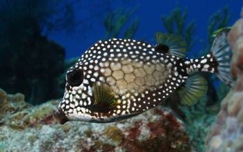 Trunkfish