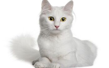 Turkish Angora