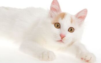 Turkish Van